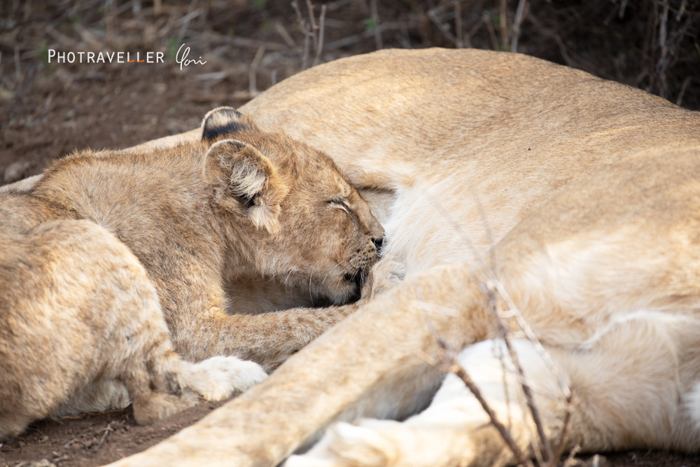 アフリカ旅行記　ライオン授乳中