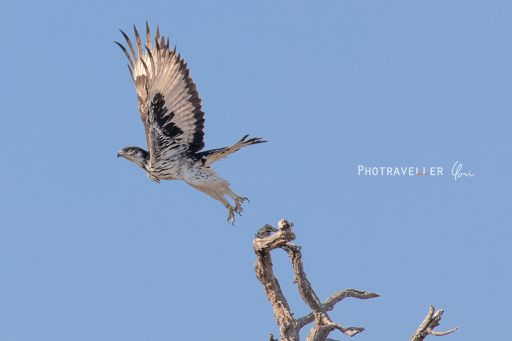 アフリカ 旅行記 african hawk-eagle モモジロクマタカ