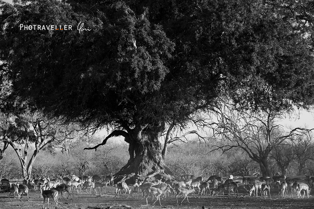 アフリカ 旅行記　Under the sacred tree 1 聖なる木の下で１ マシャトゥ Mashatu