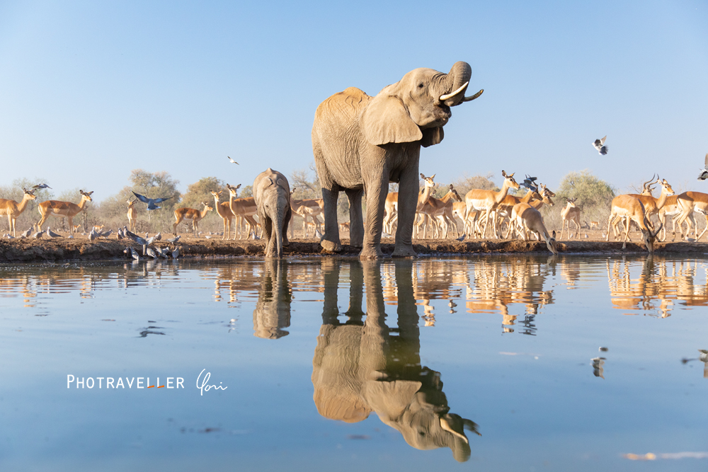 アフリカ 旅行記 ゾウ親子水飲みリフレ マシャトゥ Mashatu