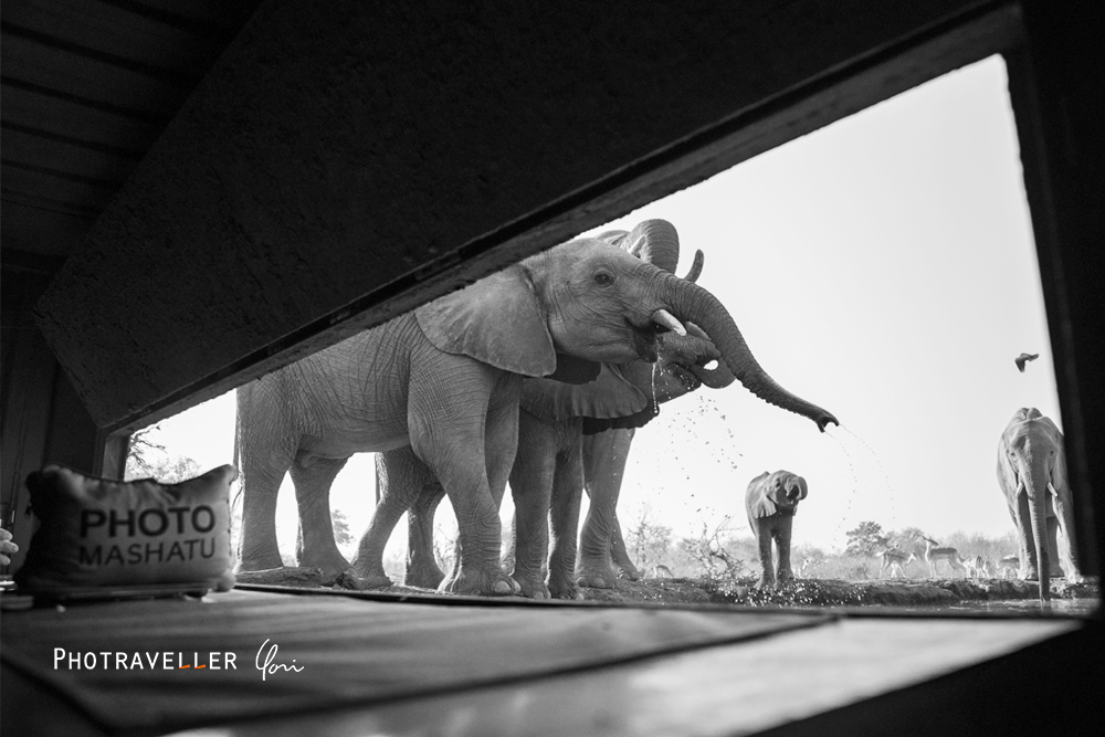 アフリカ 旅行記 ハイドから見たゾウたち マシャトゥ