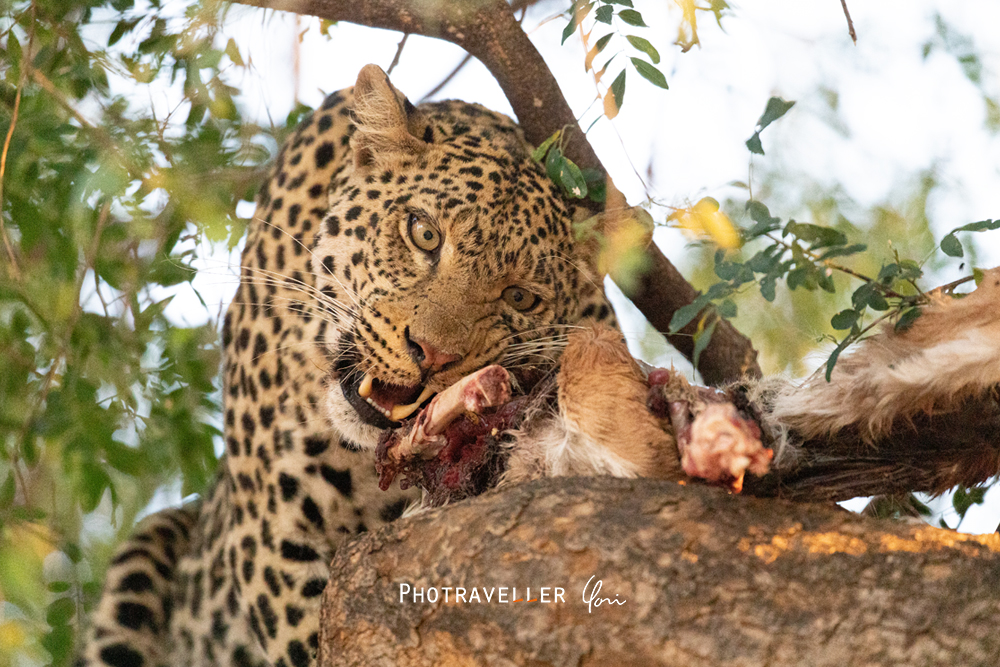 アフリカ旅行記　食事中の野生のヒョウ　ボツワナ