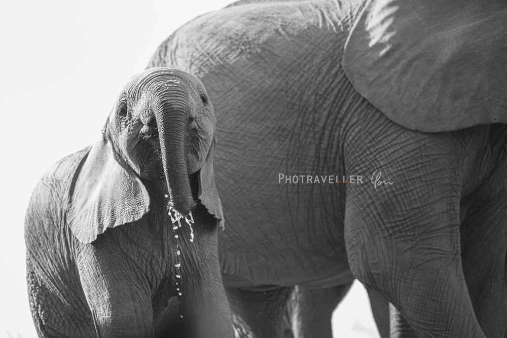 アフリカ 旅行記 Mashatu 水をこぼす仔象 マシャトゥ
