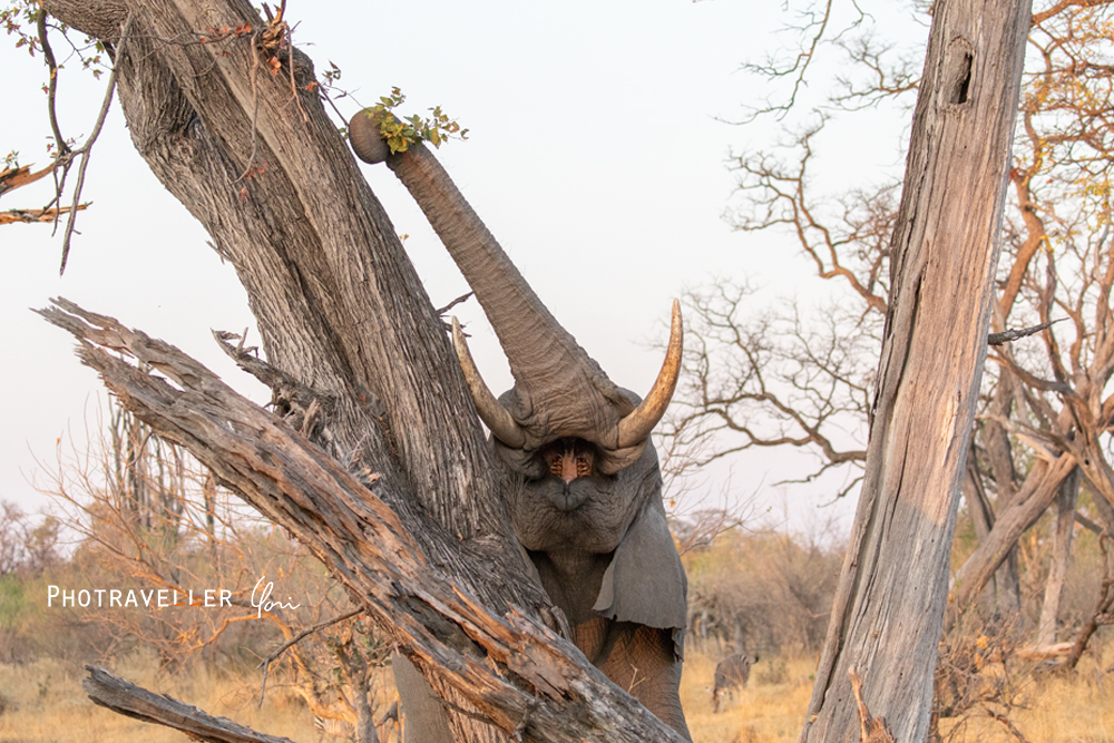 アフリカ旅行記　世界遺産オカバンゴデルタ 鼻を伸ばすゾウ