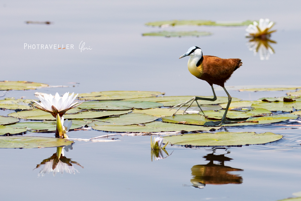 アフリカ旅行記　アフリカレンカク African jacana