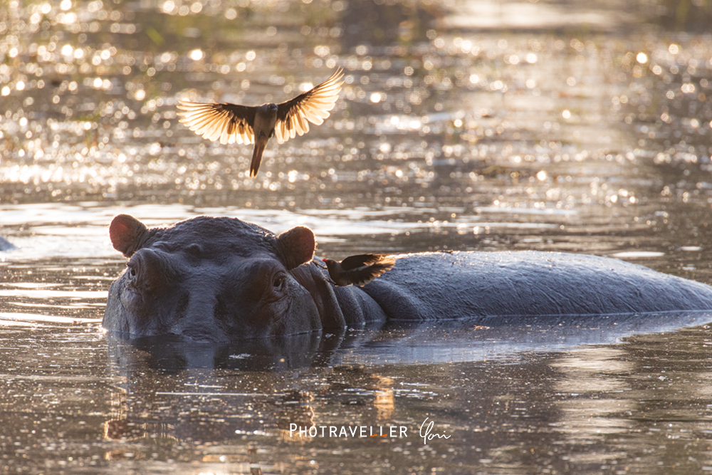 Okavango hippopotamus オカバンゴデルタ カバの背に降りる鳥