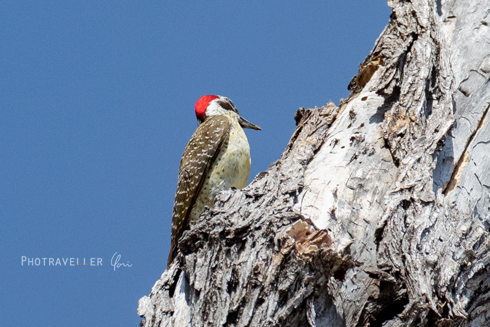 アフリカコゲラ (Cardinal Woodpecker)