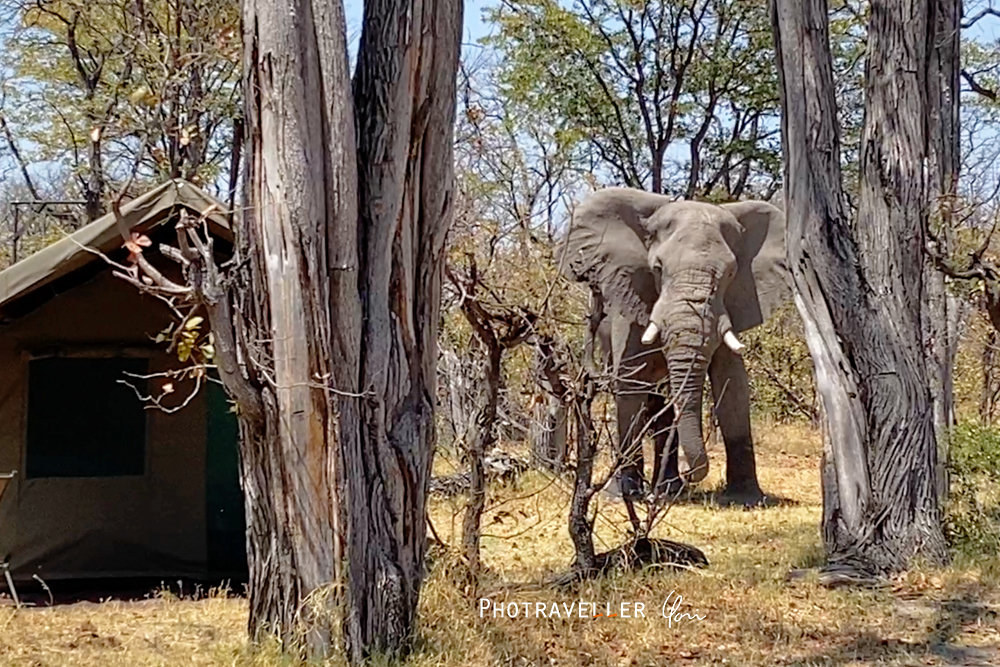 アフリカ旅行記　世界遺産オカバンゴデルタ キャンプ場に現れたゾウ
