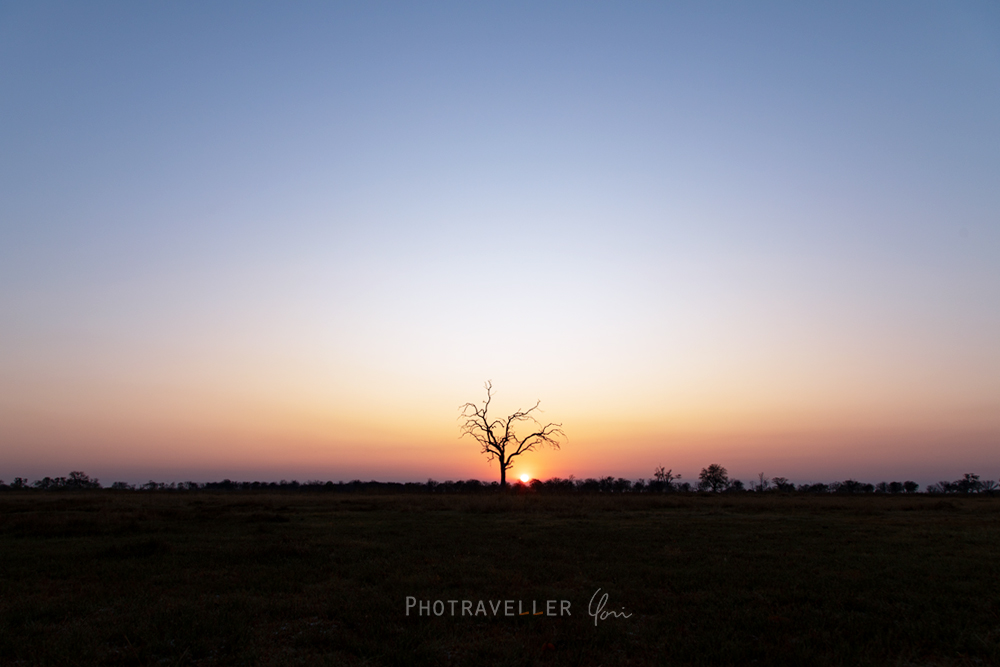 アフリカ旅行記　世界遺産オカバンゴデルタ 一本の立木と朝日