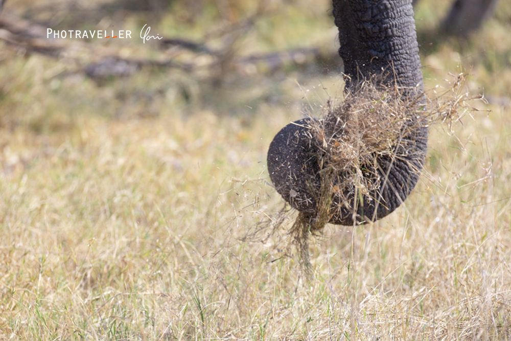 アフリカ旅行記　世界遺産オカバンゴデルタ 草を掴むゾウの鼻