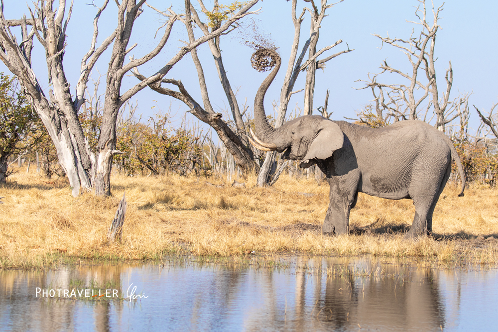 アフリカ 旅行記　ゾウの泥浴び
