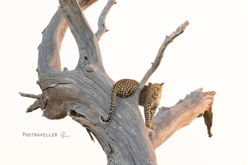 アフリカ 旅行記　樹上のヒョウ