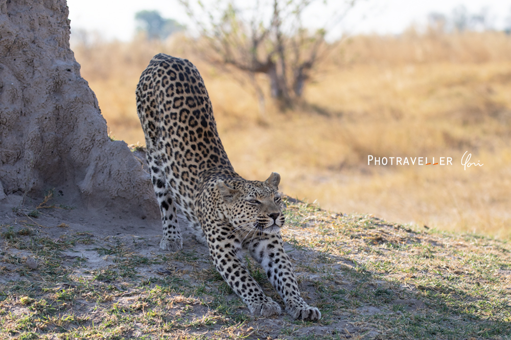 ノビをするヒョウ