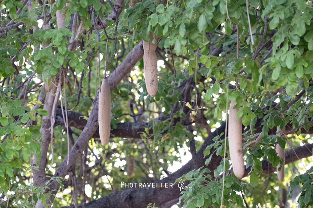 アフリカ 旅行記　Sausage tree ソーセージノキの実　ボツワナ 