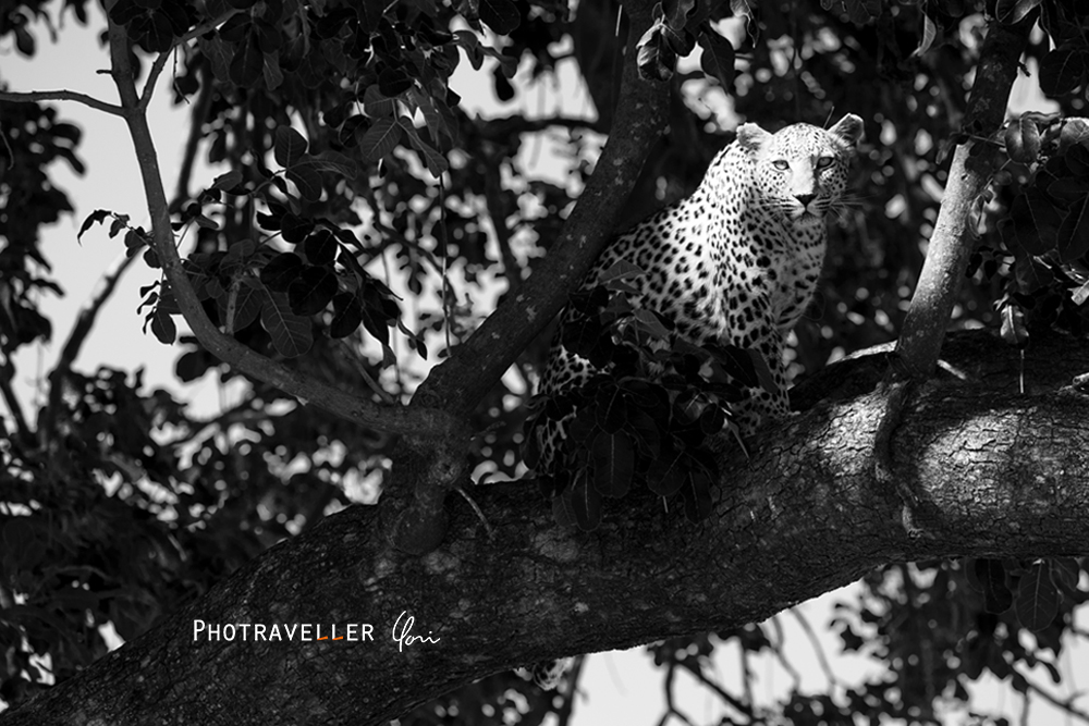アフリカ 旅行記　ヒョウ モノクロ　オカバンゴ