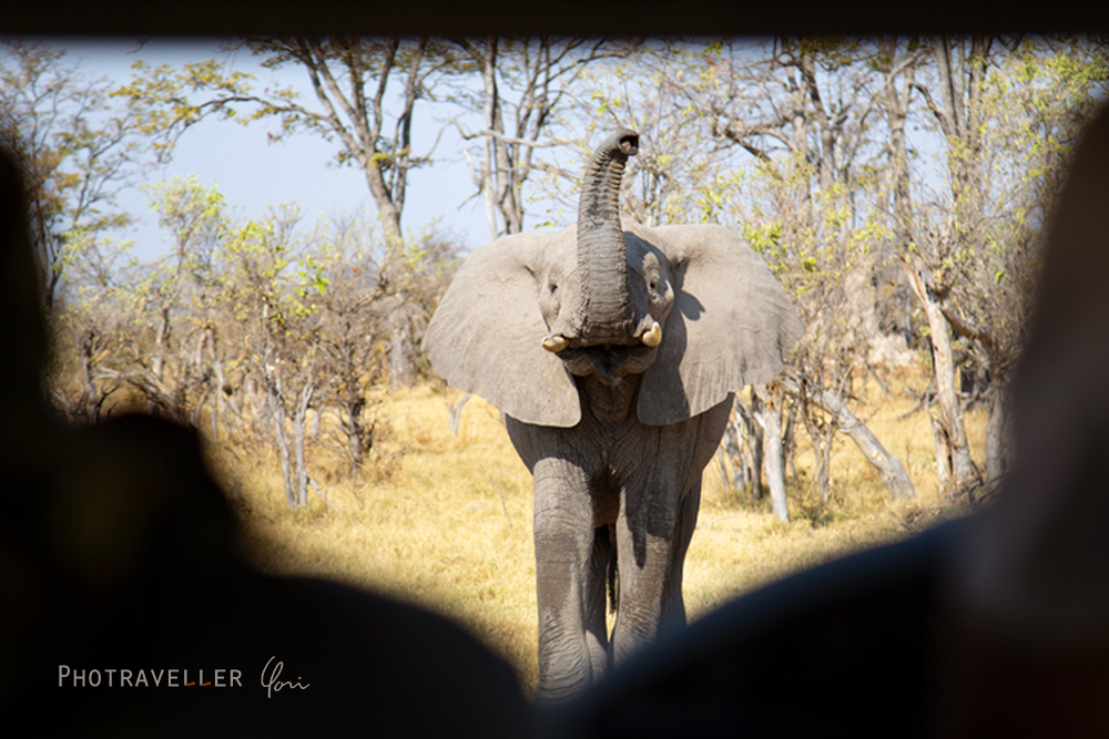 アフリカ 旅行記　威嚇するゾウ オカバンゴ