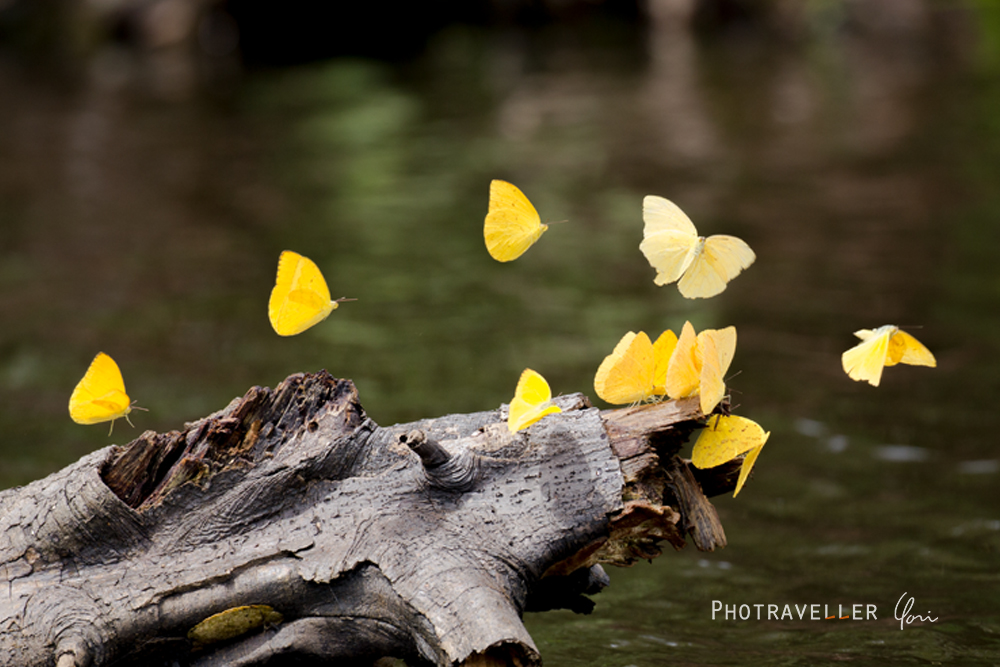 黄色い蝶 好天の兆し
