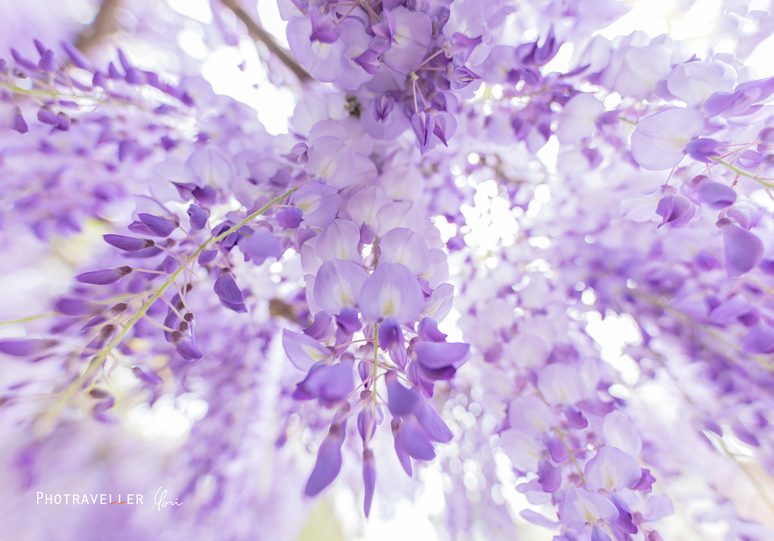 オーストラリアの藤 Wisteria