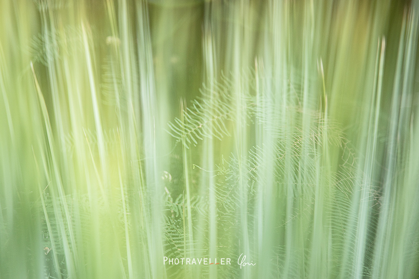 緑のオーガンジーカーテン