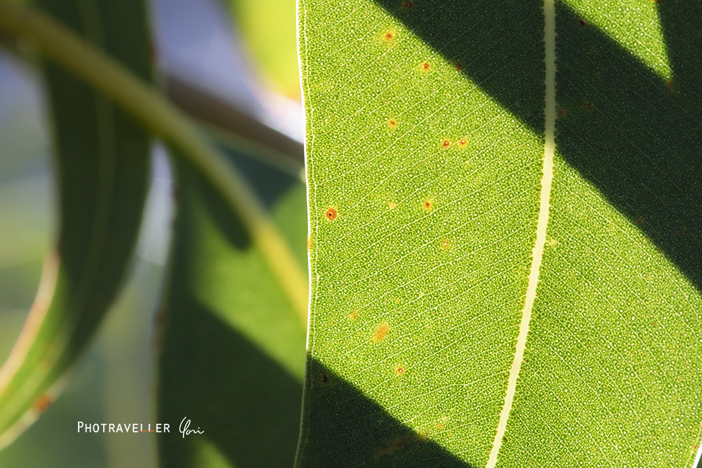 赤い南十字星　ユーカリ接写