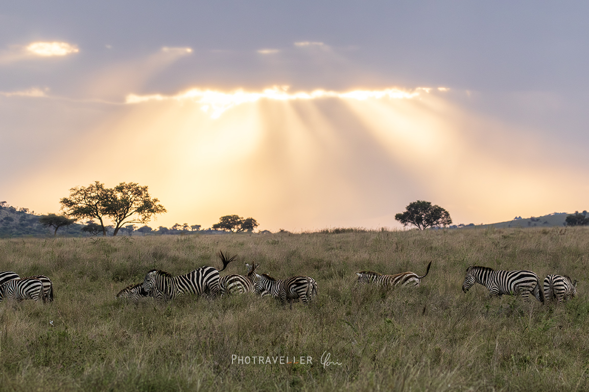 セレンゲティ シマウマと天使の梯子