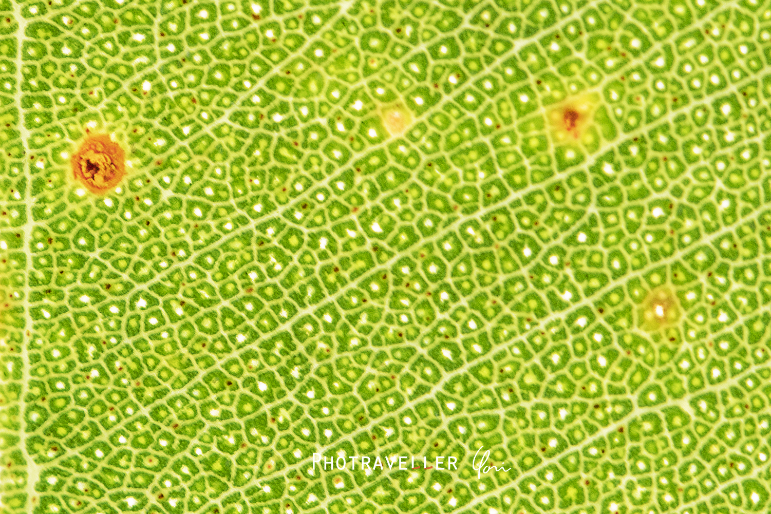 ユーカリ 接写 細胞