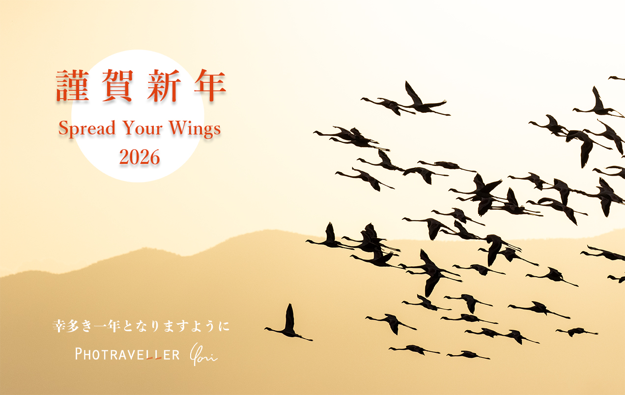 タンザニア ナトロン湖 フラミンゴの飛翔