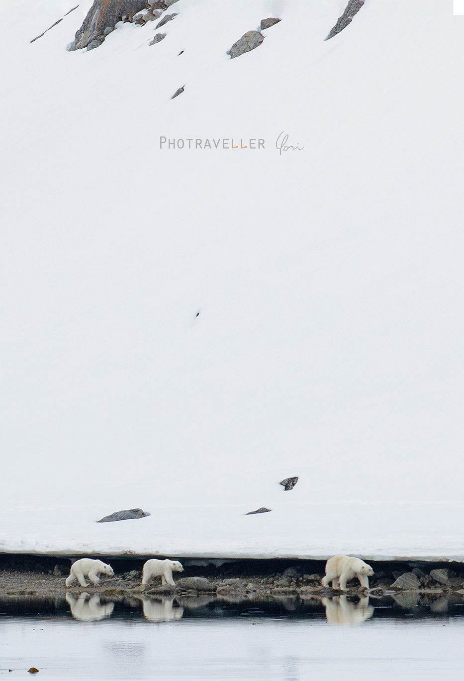 スヴァールバル諸島　ホッキョクグマ　シロクマ　北極圏