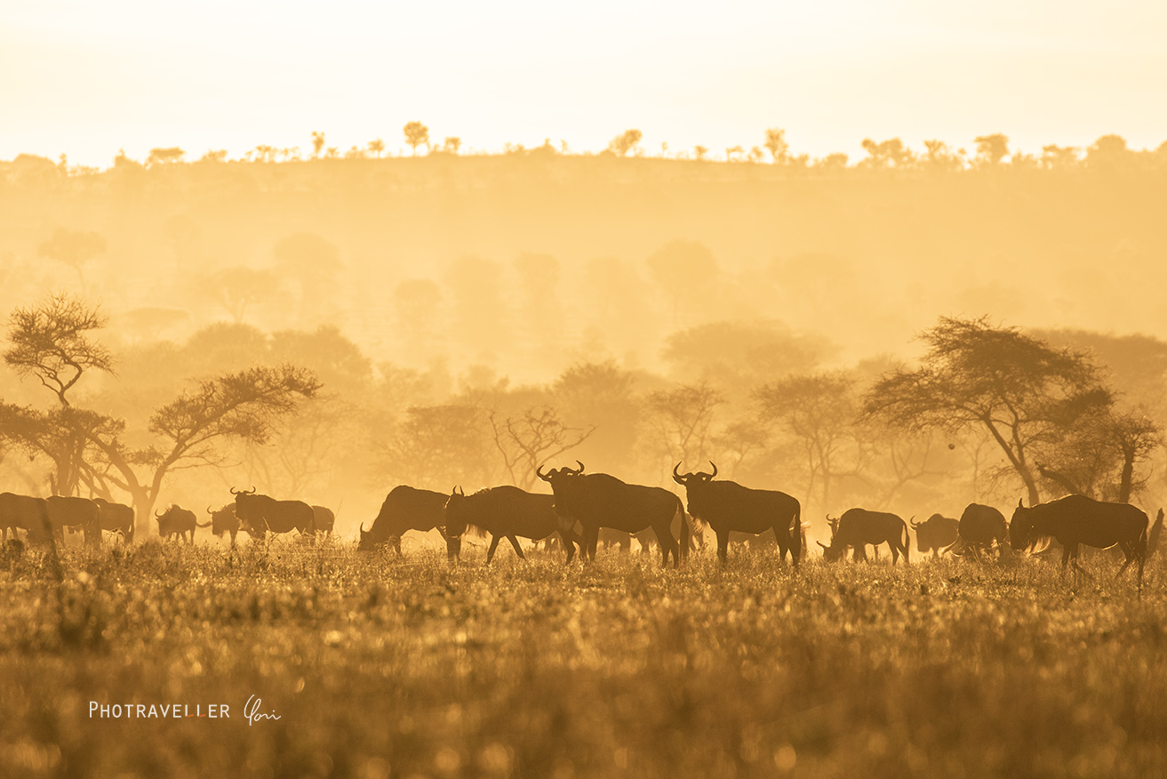 ヌーの大移動_セレンゲティ タンザニア