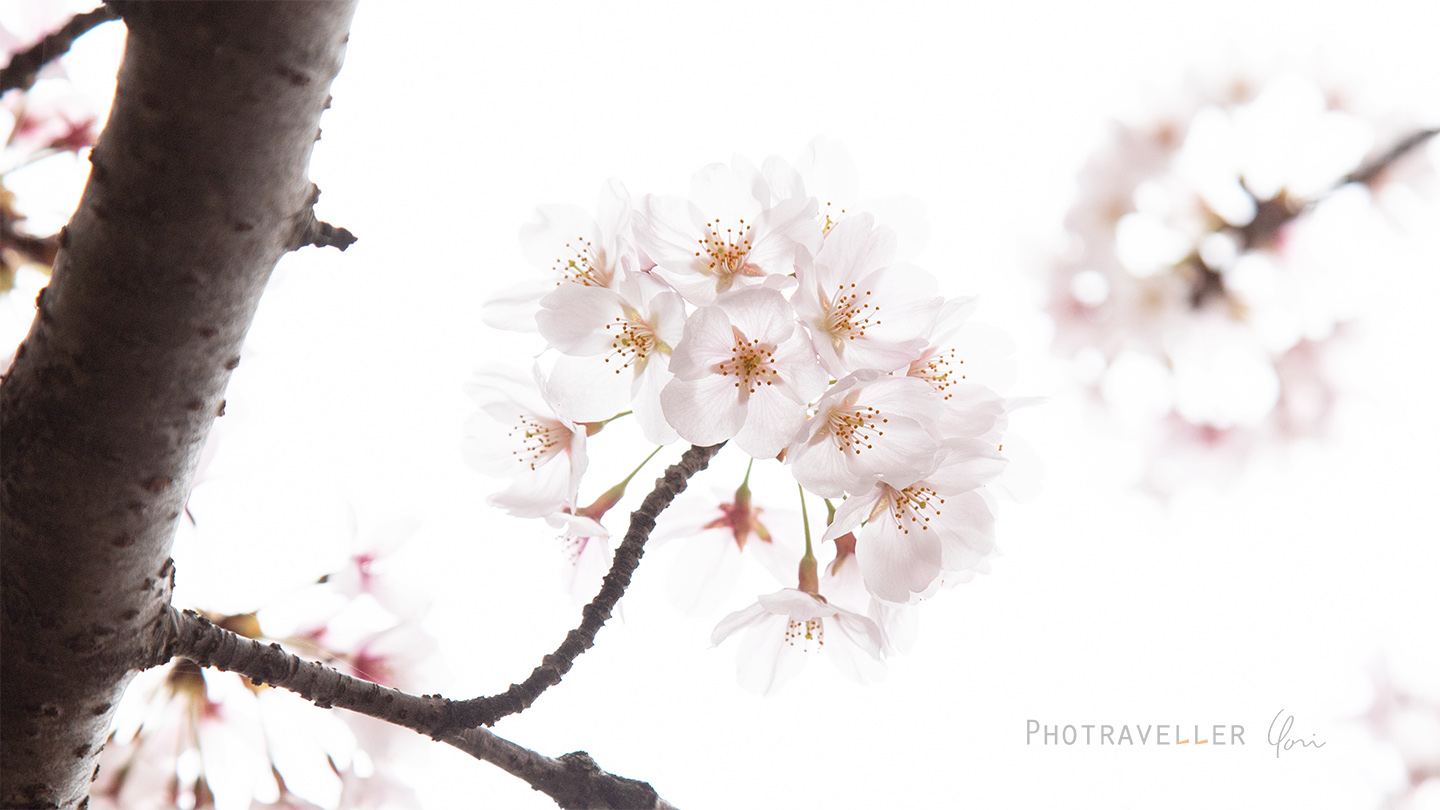桜_諸行無常の雅あり