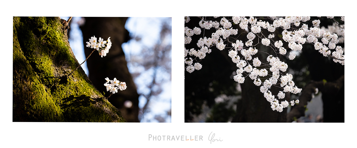 桜撮影のコツ